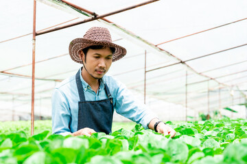 owns a hydroponics vegetable farm that uses water for planting, Asian man checks the quality of vegetables grown on the farm before harvesting them for sale. Growing using non-toxic methods