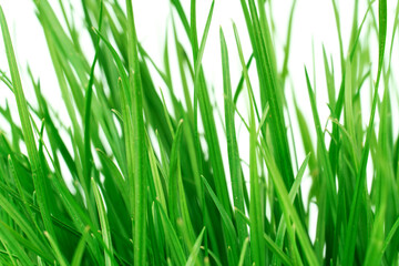 Fototapeta na wymiar green juicy grass isolated on white background