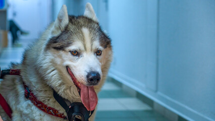 A charming adult husky is waiting for a veterinarians appointment in the corridor of the veterinary clinic.