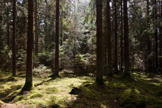 Springtime coniferous forest tree stan in sun © Aleksander Bolbot