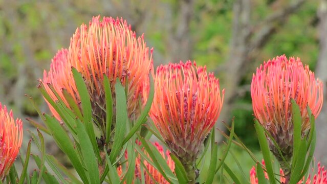 Several of red protea flowers, with a blurred background in shades of green.