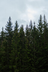 Fototapeta na wymiar Minimalism background forest. Dense coniferous forest in cloudy weather. A lot of green fir trees with cones on the branches grow in close-up.
