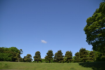 trees and sky