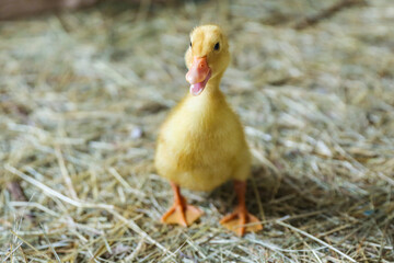 little duckling is on the straw close up