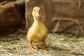 little duckling is on the straw close up