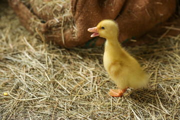 little duckling is on the straw close up