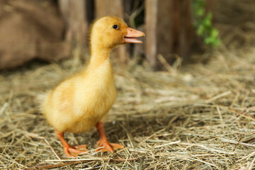 little duckling is on the straw close up