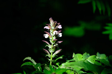 Many small white flowers of Acanthus mollis plant, commonly known as bear's breeches, sea dock, bearsfoot or oyster plant in s sunny summer  garden.