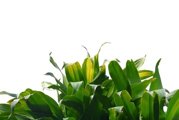 In selective focus Tropical plant with leaves on white isolated background for green foliage backdrop