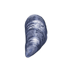 Watercolor illustrated saltwater mussel