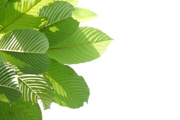 Fototapeta na wymiar Close-up young Kratom leaves with branches on white isolated background for green foliage backdrop