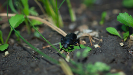 Blaps halophila, of the family Tenebrionidae. Central Russia.