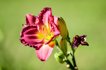 Vivid dark red Hemerocallis Siloam Paul Watts plant, know as daylily, Lilium or Lily plant in a British cottage style garden in a sunny summer day, beautiful background photographed with soft focus.