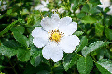 One delicate light pink and white Rosa Canina flower in full bloom in a spring garden, in direct sunlight, with blurred green leaves, beautiful outdoor floral background photographed with soft focus.