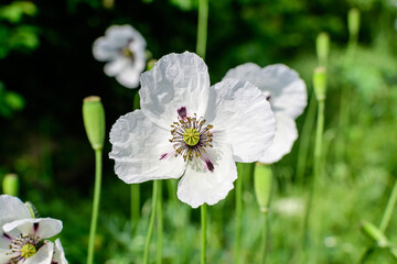 One white poppy flower with small water drops and blurred green grass in a sunny summer garden, beautiful outdoor floral background photographed with soft focus.
