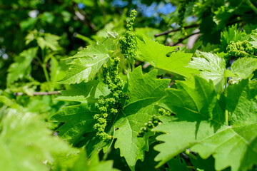 Delicate small fruits and green leaves of grape vine in a sunny summer garden, beautiful outdoor monochrome background photographed with selective focus.