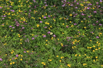 道端、田んぼに自生する野草、綺麗