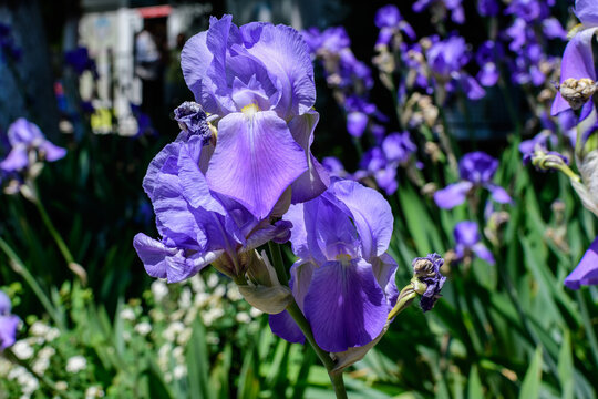 Close up of two blue iris flowers on green, in a sunny spring garden, beautiful outdoor floral background photographed with soft focus.