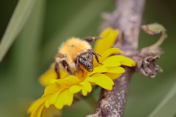 Angry bug on a yellow flower