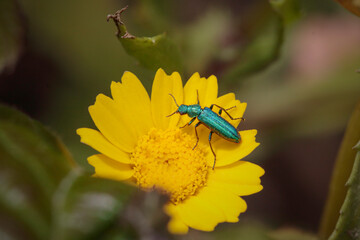 Green metallic bug on a flower macro