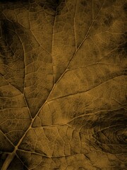 Naklejka na ściany i meble Background of closeup golden leaf with copy space. Burdock plant.