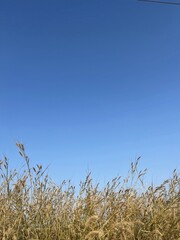 grass and sky