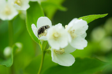 Oxythyrea funesta, of the family Cetoniidae, on the 
 sweet mock orange (lat. Philadelphus coronarius), of the family Hydrangaceae. Central Russia.