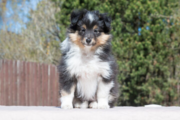 Stunning nice fluffy black white tricolor shetland sheepdog puppy, sheltie sitting outside on a sunny autumn day. Small, little cute collie dog, lassie portrait in spring time with green background