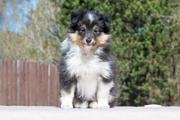 Stunning nice fluffy black white tricolor shetland sheepdog puppy, sheltie sitting outside on a...