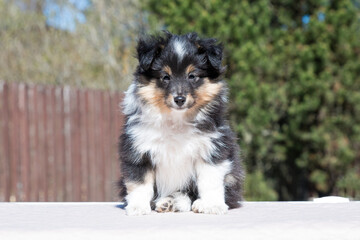 Stunning nice fluffy black white tricolor shetland sheepdog puppy, sheltie sitting outside on a...