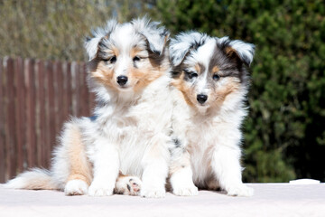 Two stunning nice fluffy blue merle white shetland sheepdog puppy, sheltie sitting outside on a...
