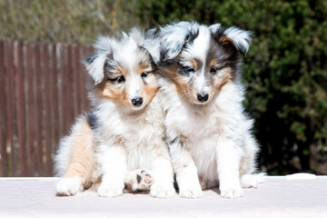 Two stunning nice fluffy blue merle white shetland sheepdog puppy, sheltie sitting outside on a...