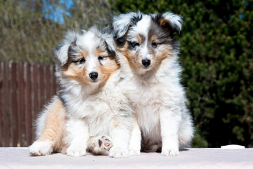 Two stunning nice fluffy blue merle white shetland sheepdog puppy, sheltie sitting outside on a sunny autumn day. Small, little cute collie dog, lassie portrait in spring time with green background