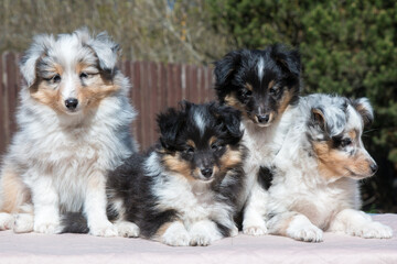 Fototapeta na wymiar Four stunning nice fluffy blue merle black white tricolor shetland sheepdog puppy, sheltie sitting outside on a sunny autumn day. Small, little cute collie dog, lassie portrait in spring time 