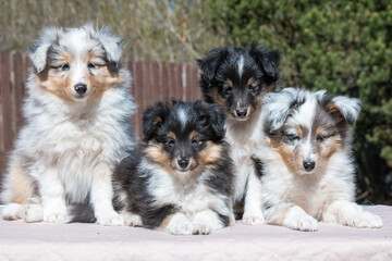 Four stunning nice fluffy blue merle black white tricolor shetland sheepdog puppy, sheltie sitting outside on a sunny autumn day. Small, little cute collie dog, lassie portrait in spring time 