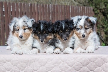 Four stunning nice fluffy blue merle black white tricolor shetland sheepdog puppy, sheltie sitting...