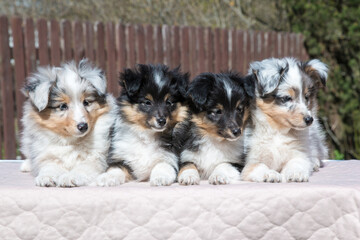 Four stunning nice fluffy blue merle black white tricolor shetland sheepdog puppy, sheltie sitting...
