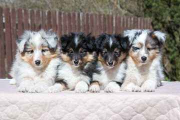 Four stunning nice fluffy blue merle black white tricolor shetland sheepdog puppy, sheltie sitting...