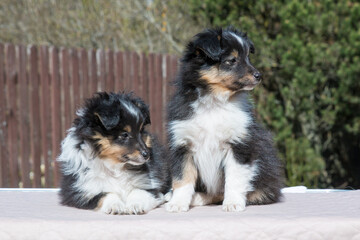 Two stunning nice fluffy black tricolor shetland sheepdog puppy, sheltie sitting outside on a sunny autumn day. Small, little cute collie dog, lassie portrait in spring time with green background