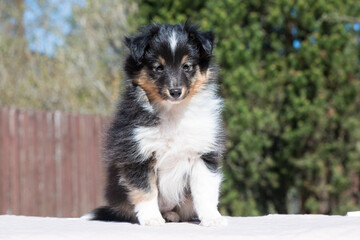 Stunning nice fluffy black white tricolor shetland sheepdog puppy, sheltie sitting outside on a sunny autumn day. Small, little cute collie dog, lassie portrait in spring time with green background