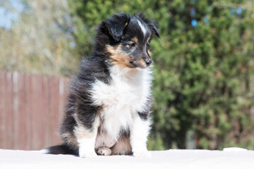 Stunning nice fluffy black white tricolor shetland sheepdog puppy, sheltie sitting outside on a sunny autumn day. Small, little cute collie dog, lassie portrait in spring time with green background