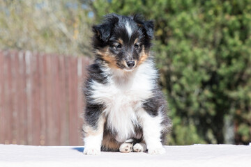 Stunning nice fluffy black white tricolor shetland sheepdog puppy, sheltie sitting outside on a sunny autumn day. Small, little cute collie dog, lassie portrait in spring time with green background