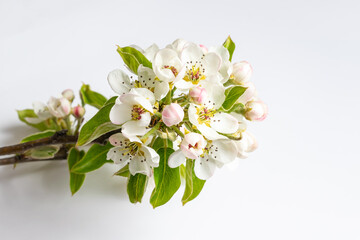white apple blossoms on a white isolated background
