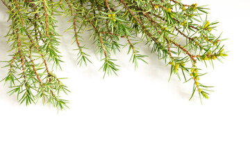 juniper twigs on a white isolated background