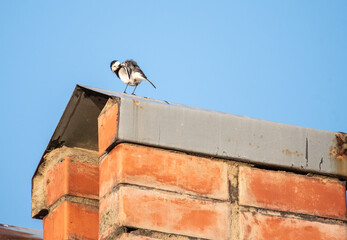 a white wagtail sits on the roof of a house