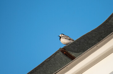 a white wagtail sits on the roof of a house