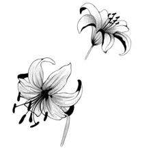 beautiful monochrome black and white bouquet lily isolated on background. Hand-drawn. design greeting card and invitation of the wedding, birthday, Valentine's Day, mother's day and other holiday