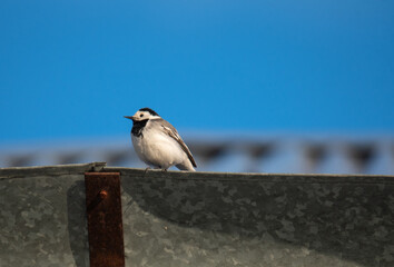 a white wagtail sits on the roof of a house