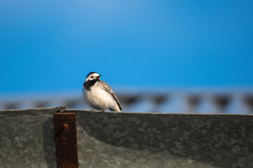 a white wagtail sits on the roof of a house