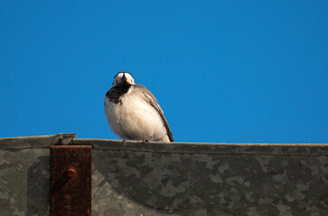 a large white wagtail sits on the roof of a house against the sky